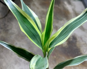 BUY 2 GET 1 FREE Sanderiana Variegated Dracaena Sanderiana Easy Terrarium Plant Live House Plant Tropical House Plant