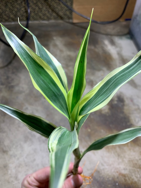 calathea roseopicta corona Calathea Corona – Greenspaces.id