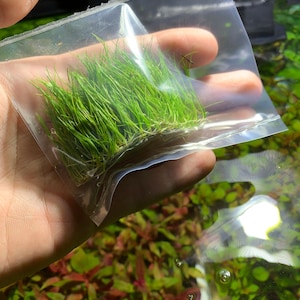 May include: A clear plastic bag filled with a bunch of green aquatic plants. The plants are bundled together and have long, thin leaves.