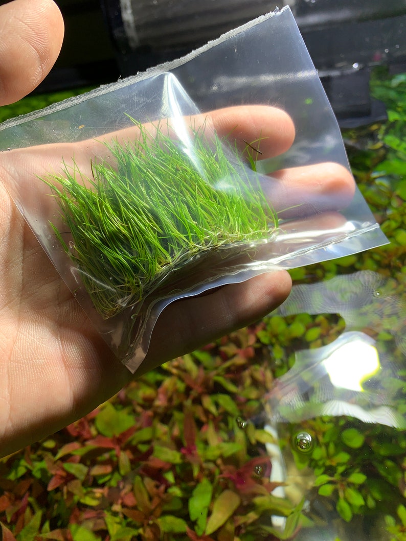 May include: A clear plastic bag filled with a bunch of green aquatic plants. The plants are bundled together and have long, thin leaves.