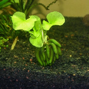 BUY 2 GET 1 FREE Banana Plant Nymphoides Aquatica Live Aquarium Plants