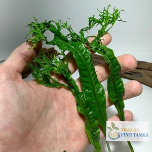 BUY 2 GET 1 FREE Java Fern Windelov Microsorum Pteropus Live Aquarium Plants image 3