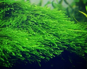 Java Moss Vesicularia Dubyana Live Aquarium Plants BUY 2 GET 1 FREE