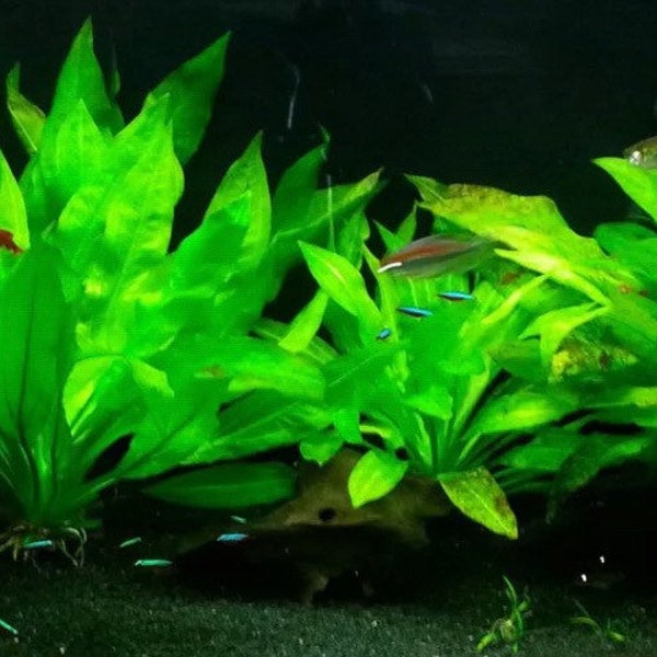 BUY 2 GET 1 FREE Amazon Sword Echinodorus Bleheri Live Aquarium Plant For Fish Tank