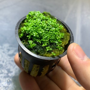 Dwarf baby tears live aquarium plant