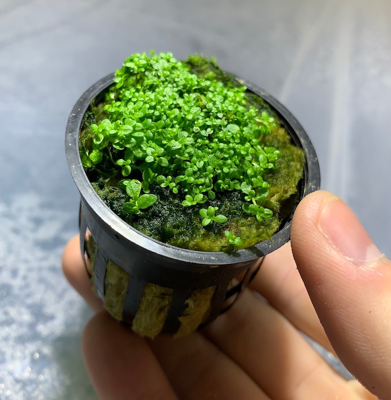 Dwarf baby tears live aquarium plant