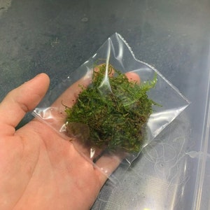 BUY 2 GET 1 FREE Christmas Moss Xmas Moss Vesicularia Montagnei Easy Live Aquarium Plants Willow Moss image 5