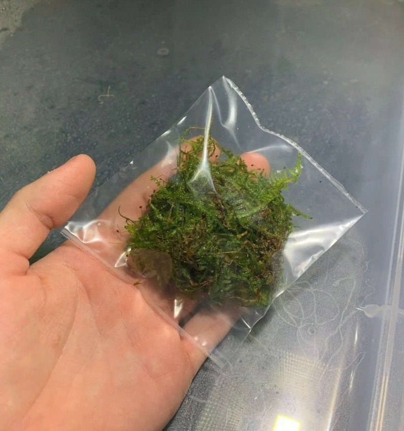 BUY 2 GET 1 FREE Christmas Moss Xmas Moss Vesicularia Montagnei Easy Live Aquarium Plants Willow Moss image 5