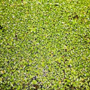 May include: A close-up image of a dense green carpet of aquatic plants, likely duckweed, covering the surface of a pond or lake. The plants are small and round, with a smooth, glossy texture.
