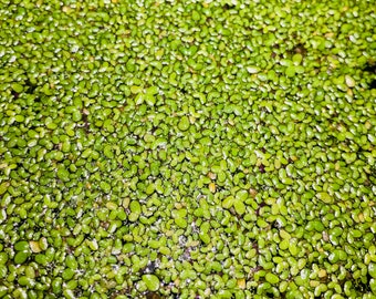 1000+ Duckweed Live Floating Aquarium Plants Duckweed Frog Bit Azolla Water Lettuce Betta Fish Plants BUY 2 GET 1 FREE