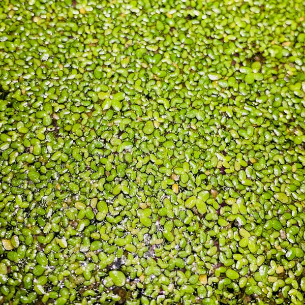 1000+ Duckweed Live Floating Aquarium Plants Duckweed Frog Bit Azolla Water Lettuce Betta Fish Plants BUY 2 GET 1 FREE