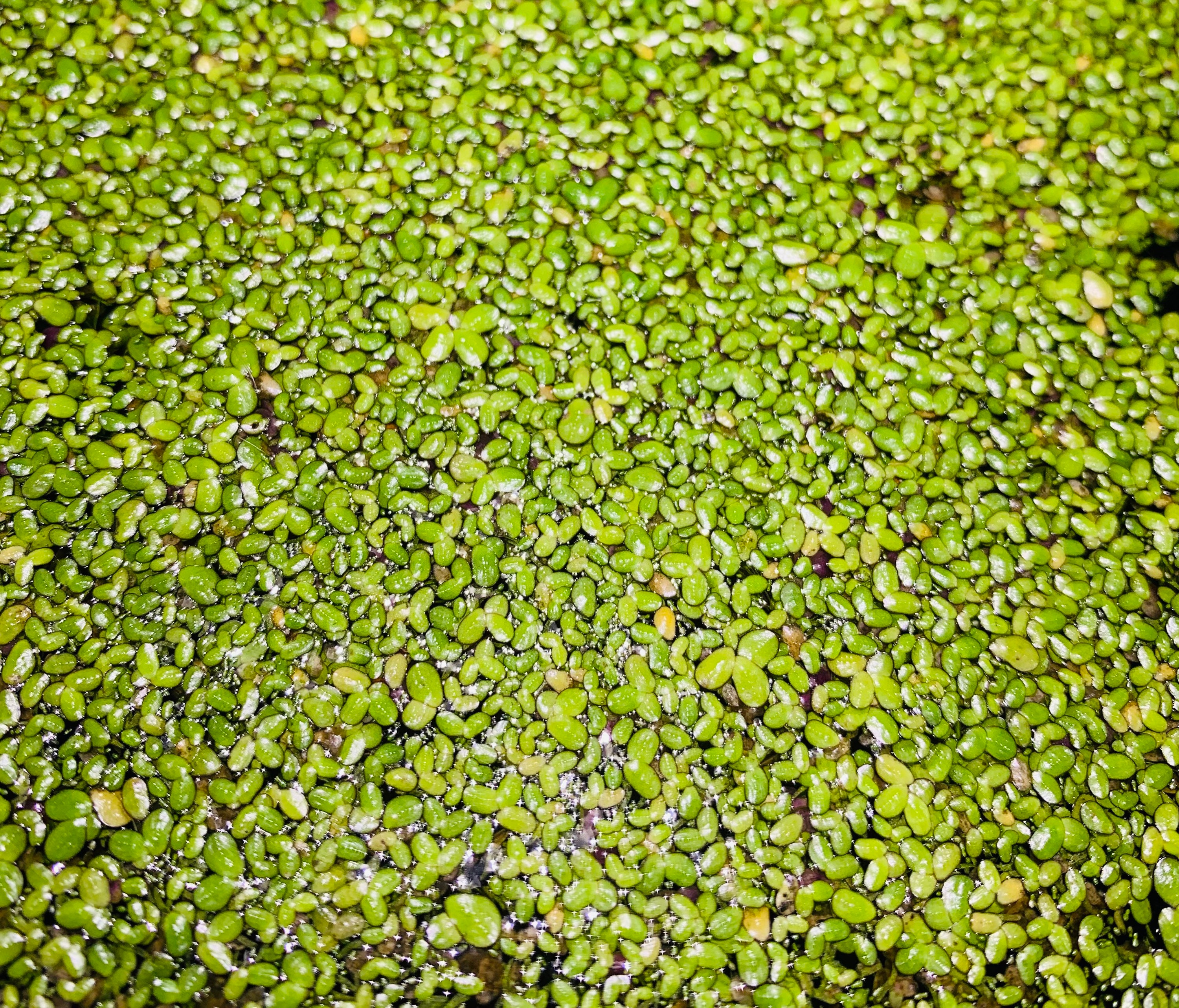 Duckweed - Fast-Growing Floating Aquarium Plant For Natural Algae Cont – Garage Aquatics