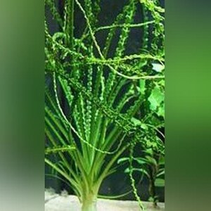 3 Crinum Calamistratum Live Aquarium Plants Easy Aquatic Plants image 6