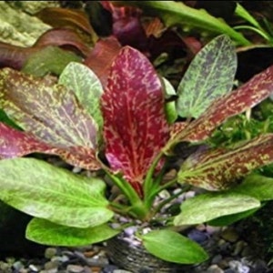 BUY 2 GET 1 FREE Red Flame Sword Echinodorus Red Flame Live Aquatic Plant image 1