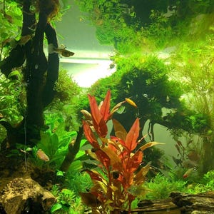 5 Christmas Moss Portions Easy Live Aquarium Plants Willow Moss