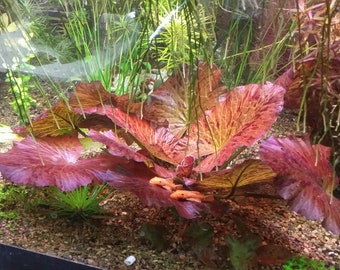 BUY 2 GET 1 FREE Tiger Lotus Nymphaea zenkeri Live Aquarium Plants