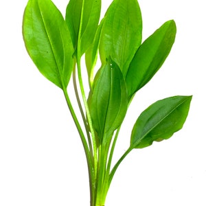 BUY 2 GET 1 FREE Amazon Sword Echinodorus Bleheri Live Aquarium Plants For Fish Tanks