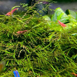 BUY 2 GET 1 FREE Christmas Moss Xmas Moss Vesicularia Montagnei Easy Live Aquarium Plants Willow Moss image 4