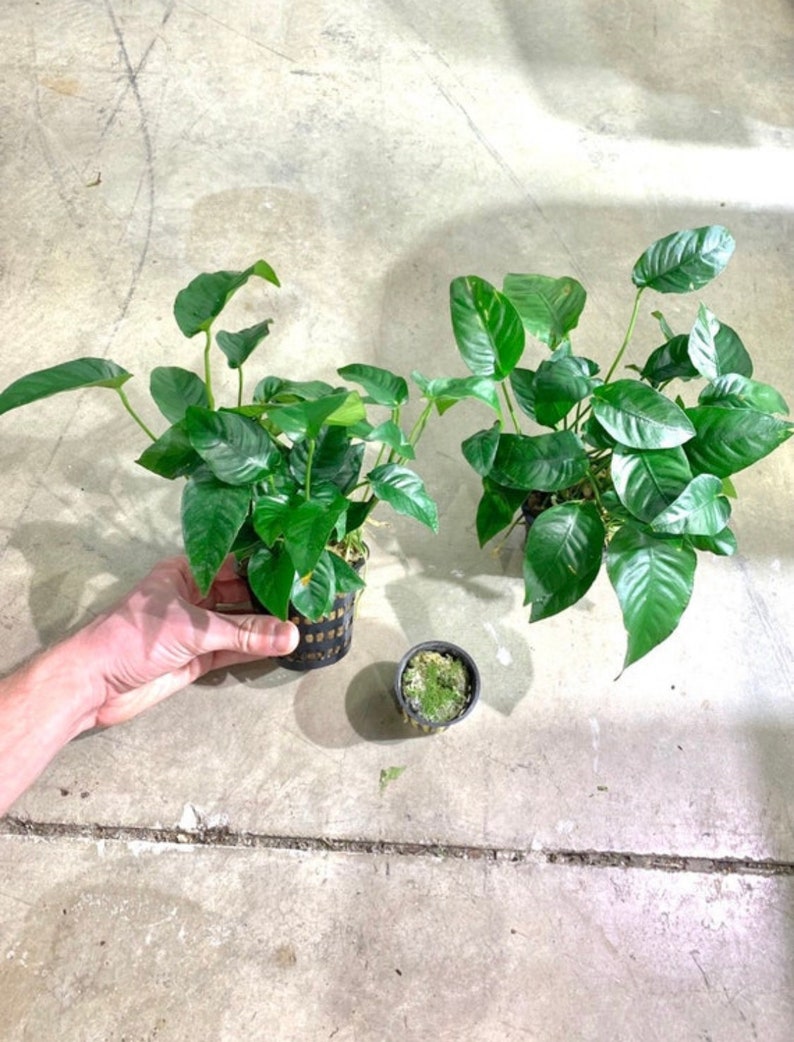 Anubias Barteri MOTHER Pot XXL Large Freshwater Aquatic Live Aquarium Plants image 5