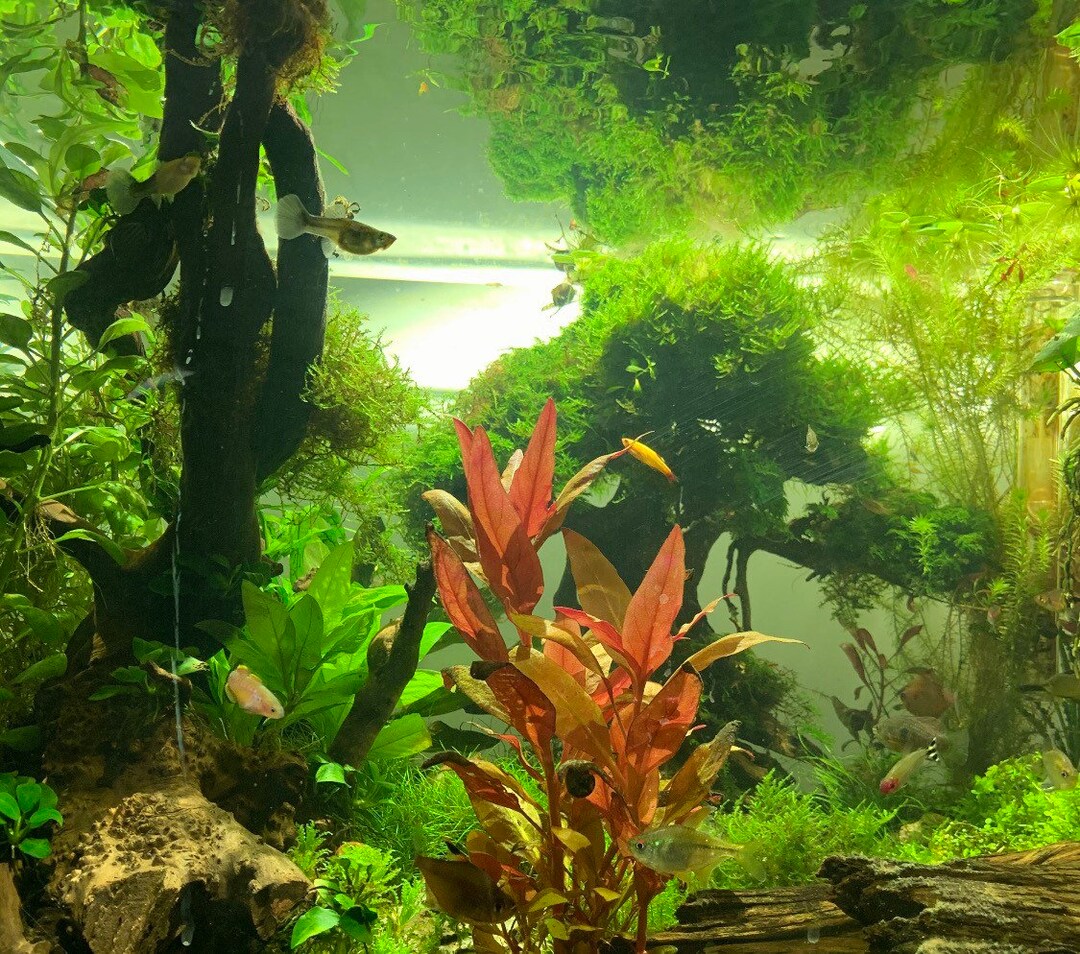 Cryptocoryne Wendtii Plant Cryptocoryne Wendtii (Green) - Hardy Aquarium  Plant For Sale – Aqua Huna Fish Tank Plants Live