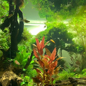 BUY 2 GET 1 FREE Christmas Moss Xmas Moss Vesicularia montagnei Easy Live Aquarium Plants Willow Moss