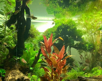 BUY 2 GET 1 FREE Christmas Moss Xmas Moss Vesicularia montagnei Easy Live Aquarium Plants Willow Moss