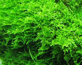 BUY 2 GET 1 FREE Christmas Moss Xmas Moss Vesicularia montagnei Easy Live Aquarium Plants Willow Moss