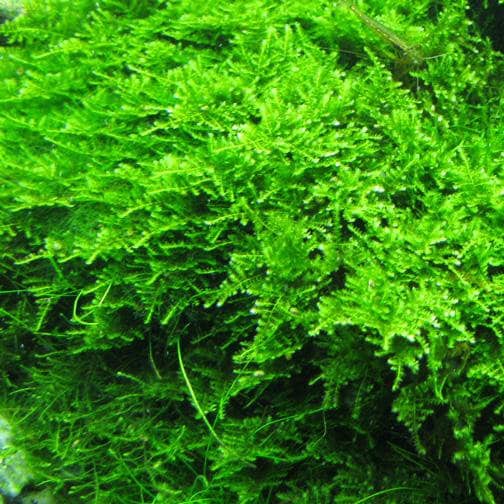 Java Moss BUY 2 GET 1 FREE taxiphyllum Barbieri home Grown Green