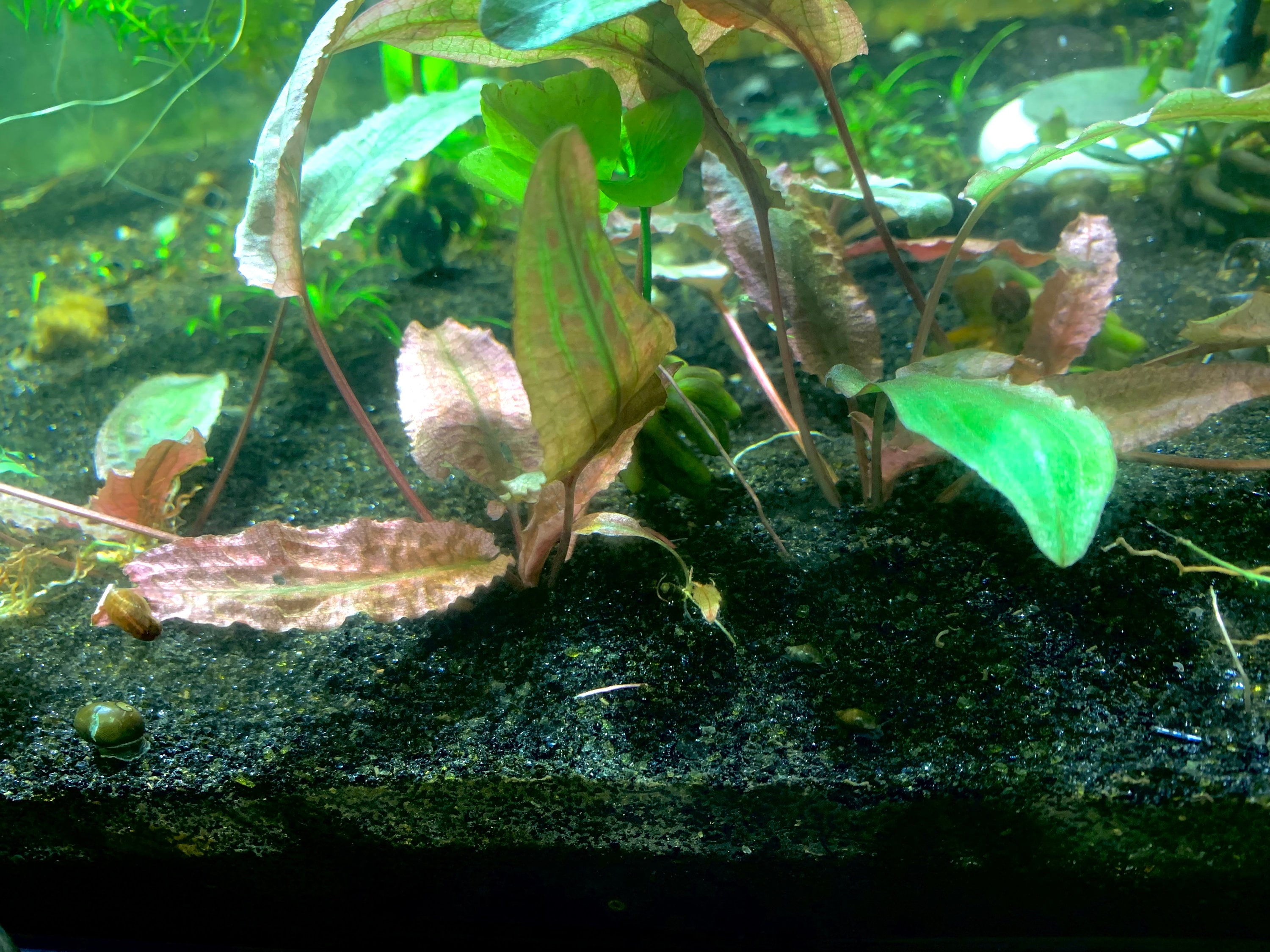 Cryptocoryne Pink Flamingo Crypt Pink Panther Live Aquarium Plants