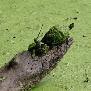 May include: Two green turtles sit on a log in a pond covered in green algae. The turtles are covered in algae as well.