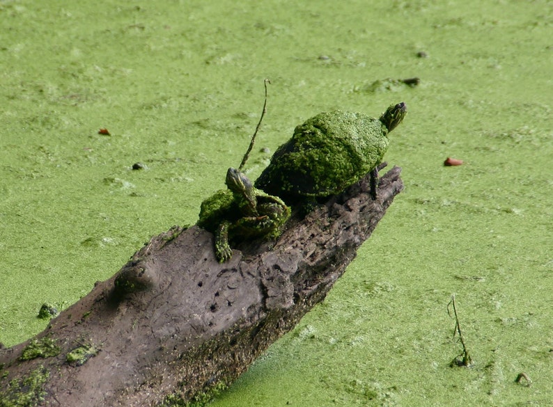 May include: Two green turtles sit on a log in a pond covered in green algae. The turtles are covered in algae as well.