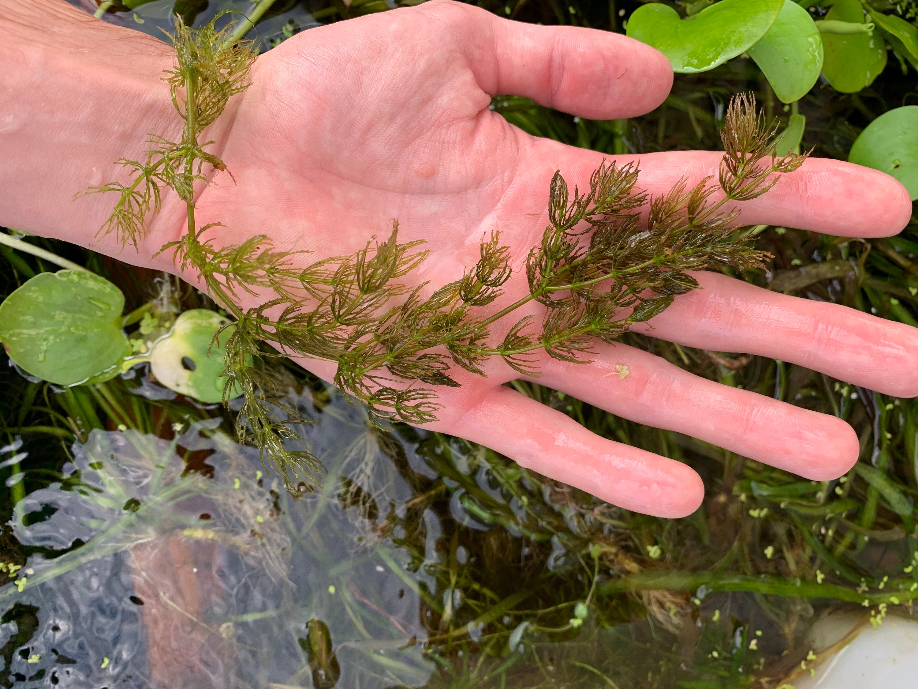 BUY 2 GET 1 FREE Hornwort Coontail Live Fish Tank Plants Etsy