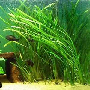 BUY 2 GET 1 FREE 5x Jungle Val Aquarium Plants Jungle Vallisneria Live Aquarium Plants Freshwater Aquatic Plants