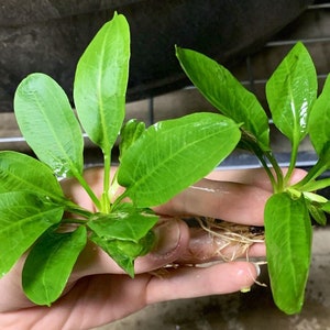 BUY 2 GET 1 FREE Echinodorus Parviflorus Rosette Sword Amazon Sword Plant Live Aquarium Plants image 6