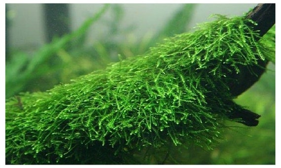 Java Moss - Easy Live Fresh Water Aquarium Plants 