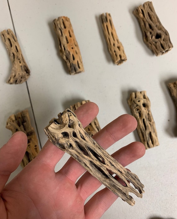BUY 2 GET 1 FREE Cholla Wood Sticks Cholla Drift Wood Beautiful Aquarium  Cholla Wood Drift Wood - Etsy