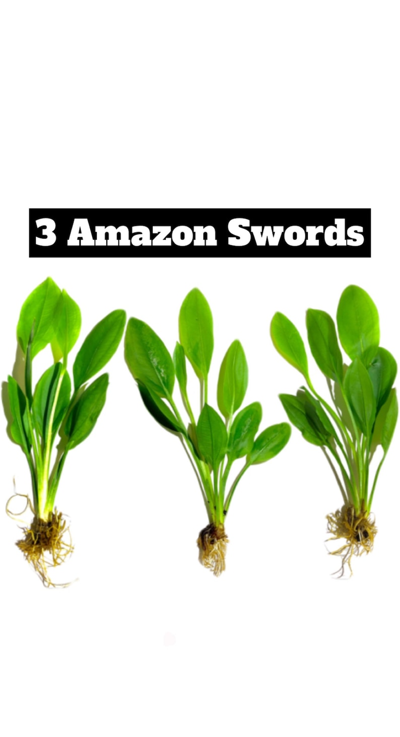 3x Amazon Sword Echinodorus Bleheri Live Aquarium Plants Aquatic Plants image 1