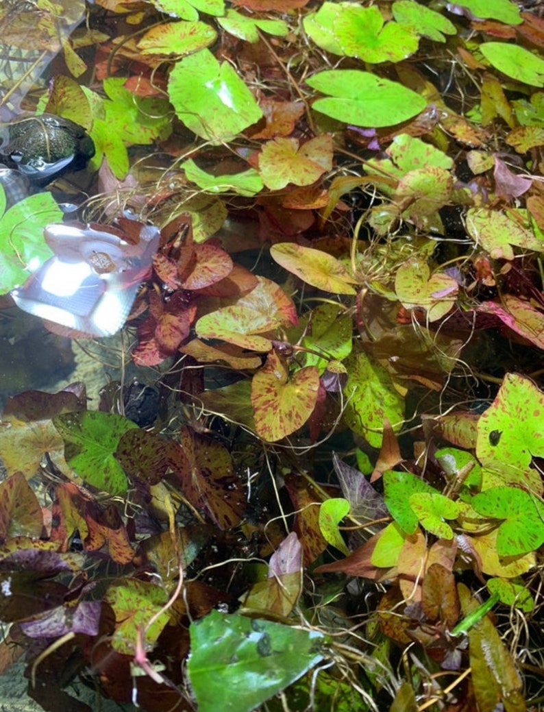 Tiger Lotus Nymphaea Zenkeri Live Aquarium Plants BUY 2 GET 1 FREE image 10