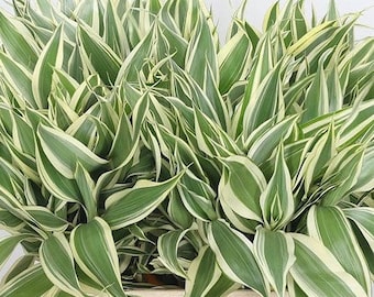 BUY 2 GET 1 FREE Sanderiana Variegated Dracaena Sanderiana Easy Terrarium Plant Live House Plant Tropical House Plant