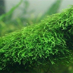 BUY 2 GET 1 FREE Java Moss Taxiphyllum Barbieri Easy Live Aquarium Plants Aquarium Moss Bild 2