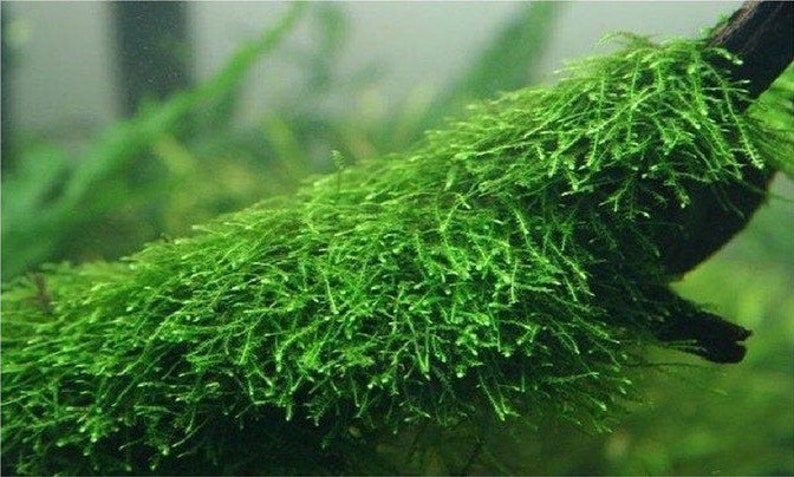 BUY 2 GET 1 FREE Java Moss Taxiphyllum Barbieri Easy Live Aquarium Plants Aquarium Moss Bild 2