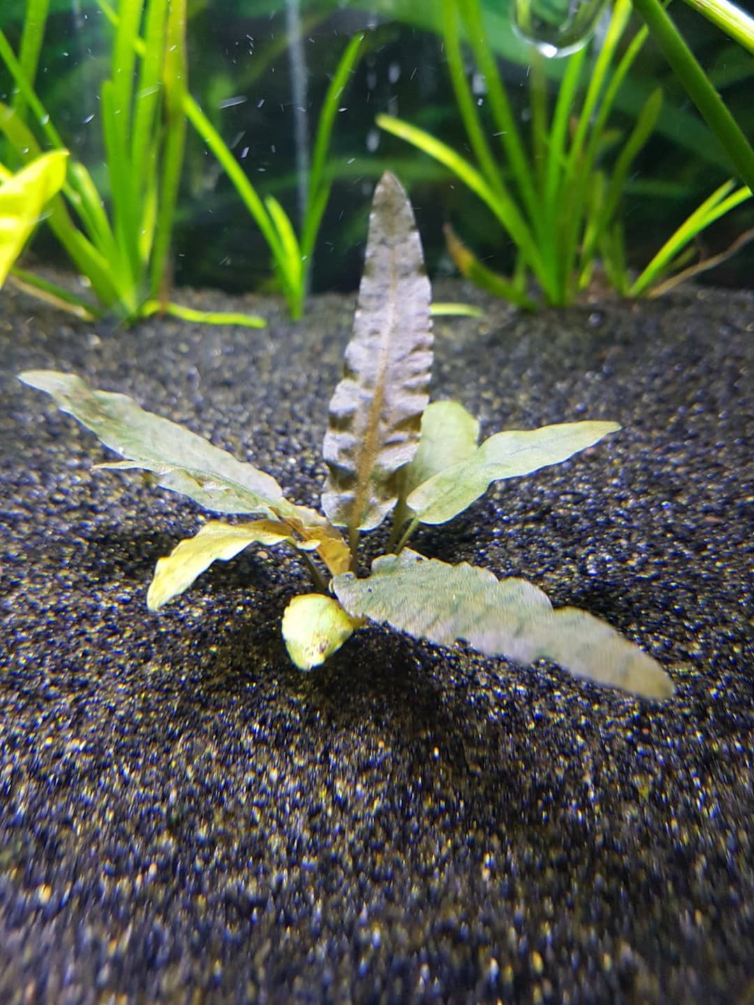 BUY 2 GET 1 FREE Cryptocoryne Wendtii Crypt Wendtii Red Live Aquarium ...
