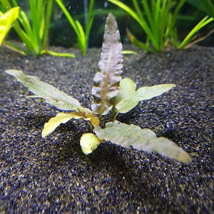BUY 2 GET 1 FREE Cryptocoryne Wendtii Crypt Wendtii Red Live Aquarium Plants