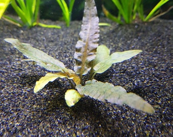 BUY 2 GET 1 FREE Cryptocoryne Wendtii Crypt Wendtii Red Live Aquarium Plants