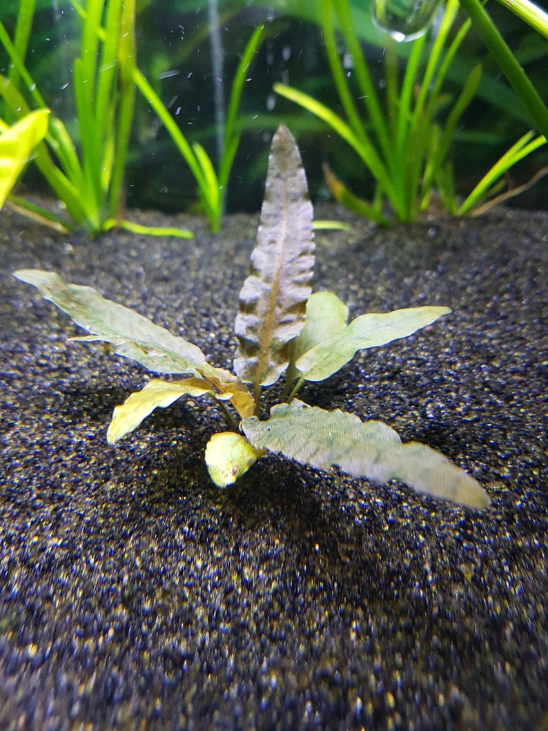 BUY 2 GET 1 FREE Cryptocoryne Wendtii Crypt Wendtii Red Live Aquarium Plants bild 1