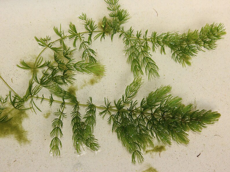 BUY 2 GET 1 FREE Hornwort Coontail Live Aquarium Plants image 4