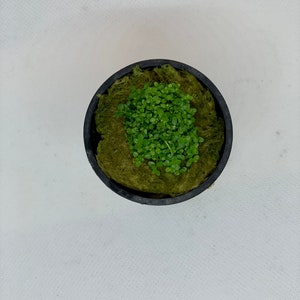 Dwarf baby tears live aquarium plant