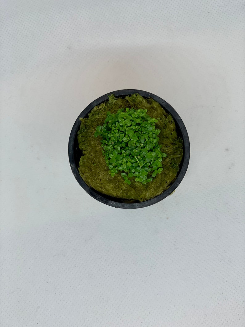 Dwarf baby tears live aquarium plant