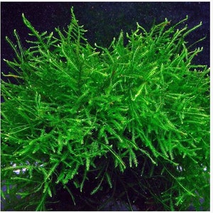BUY 2 GET 1 FREE Java Moss Taxiphyllum Barbieri Easy Live Aquarium Plants Aquarium Moss image 8