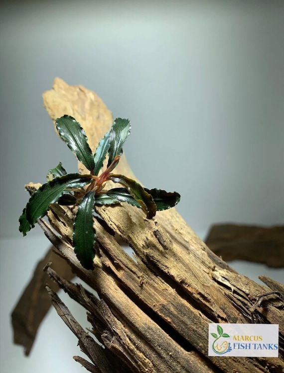 BUY 2 GET 1 FREE Bucephalandra Buce Godzilla Kedagang Red Easy